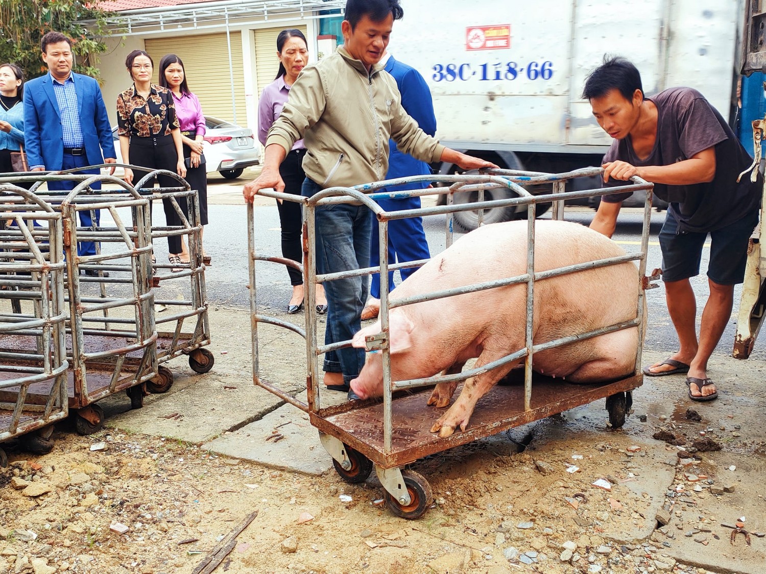 lợn hữu cơ 1