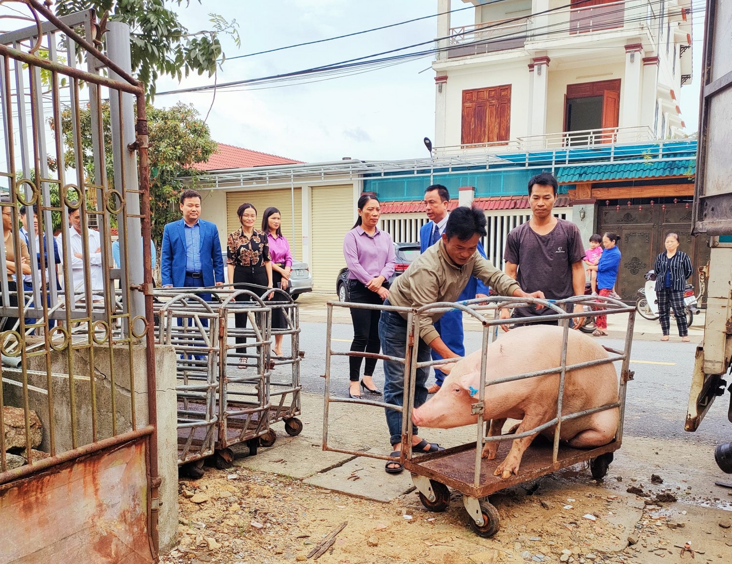 lợn hữu cơ