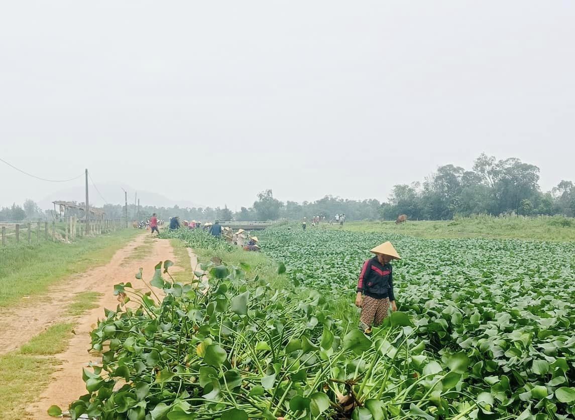 thôn tây giang vơt bèo 2